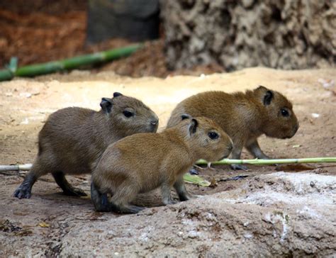 Capybara Facts, Diet, Habitat, Lifespan, as Pets, Pictures