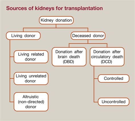 Cirurgia De Transplante Renal