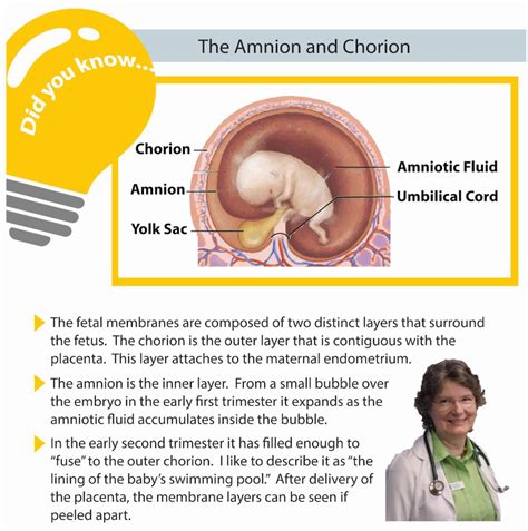 Links Corrected, The Amnion & Chorion in Pregnancy