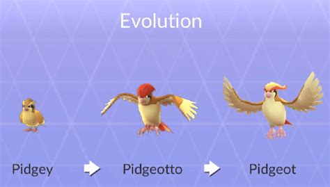 Image result for Pidgey Evolution Level