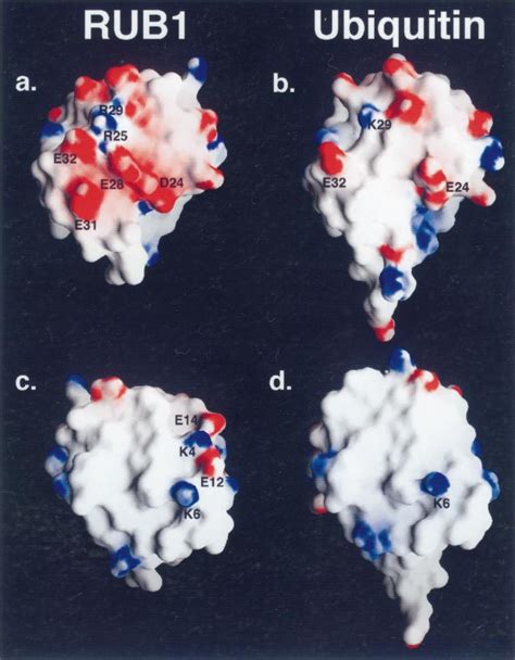 Image result for Electrostatic Potential Map