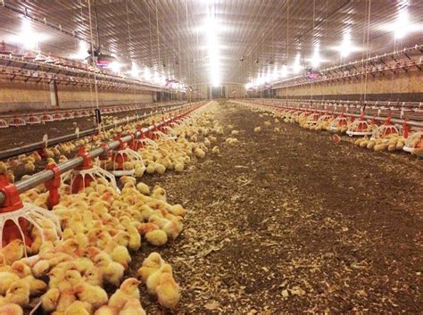 Image result for Digestive System of a Brooder