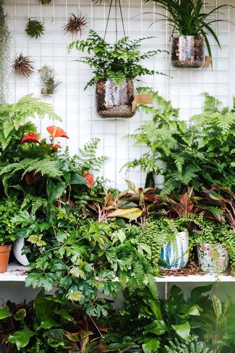 12 easy house plants: low-maintenance, forgiving and wonderfully ...