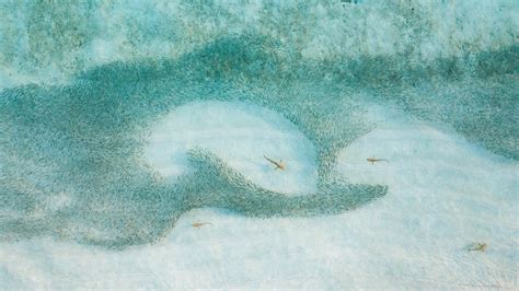 必应 的图像结果