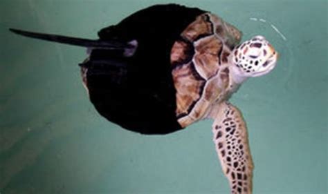 Image result for Futures Bionic Turtle