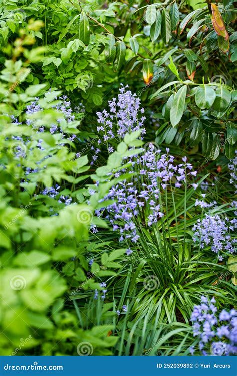 Purple Spanish Bluebell Flowers Growing, Flowering on Green Stems in ...