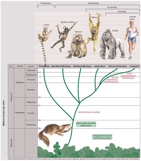Image result for Primate Evolution Tree