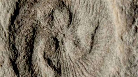 Earth s first ecosystems were more complex than thought