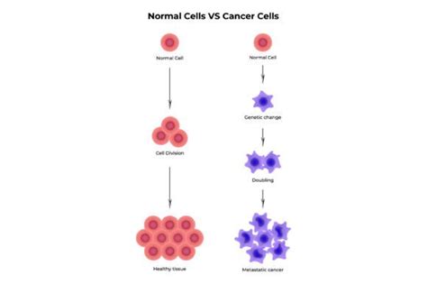 Image result for Normal vs Cancer Cells