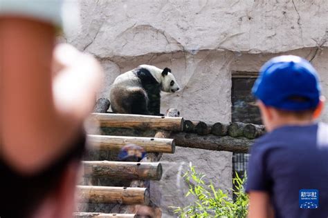 莫斯科动物园熊猫馆开放，“丁丁”和“如意”有了新家-搜狐大视野-搜狐新闻