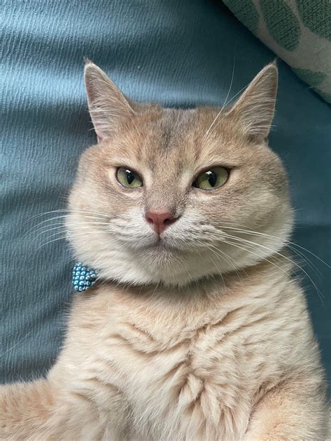 Took this today, the perfect profile picture for a cat : r/cat