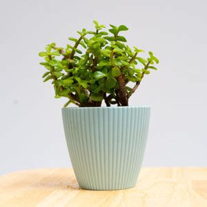 PetalPath Jade Plant Price in India - Buy PetalPath Jade Plant online ...