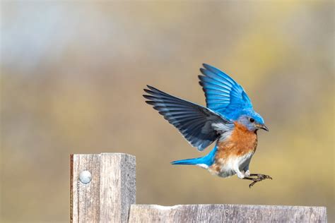 29 Backyard Birds To Know | South Carolina