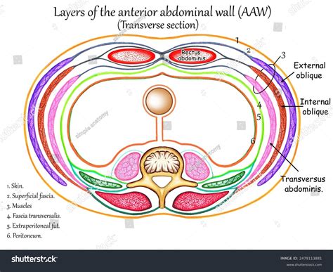 Layers Of Abdominal Wall