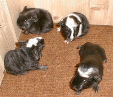 Meerschweinchen Kleinanzeigen