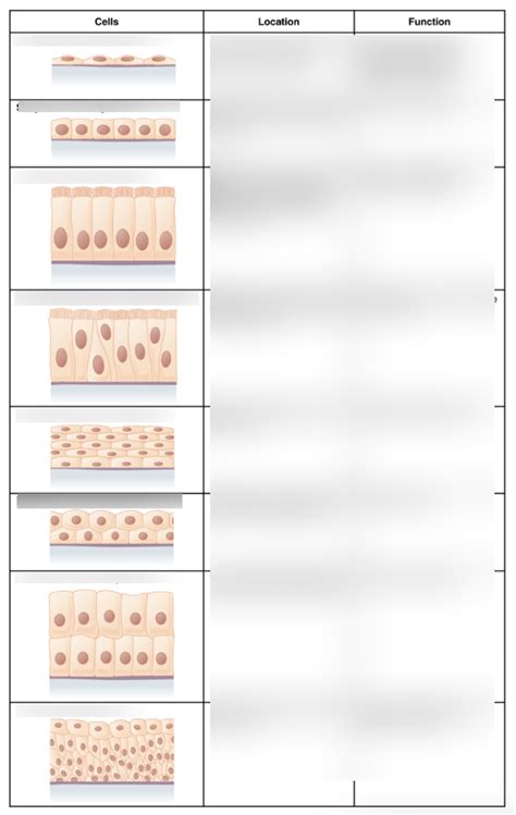 Image result for Epithelial Tissue Classification