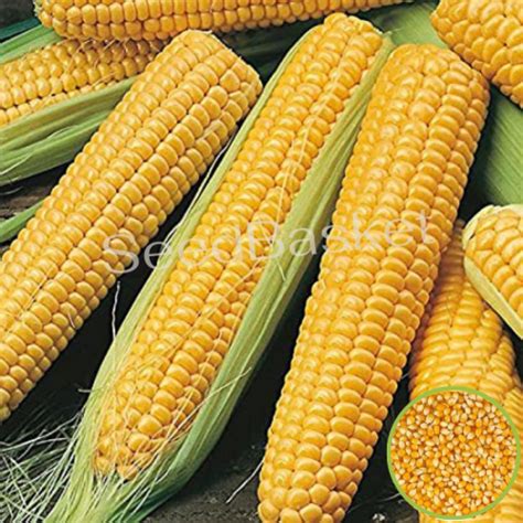 Buy Indian/Regular Corn Seeds online in India