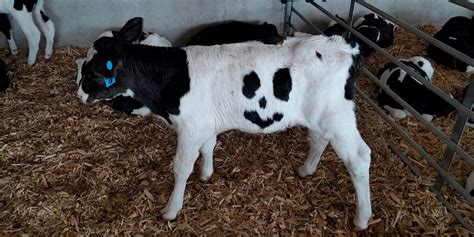 Calf born with unique smiley face marking finds forever home | Fox Weather
