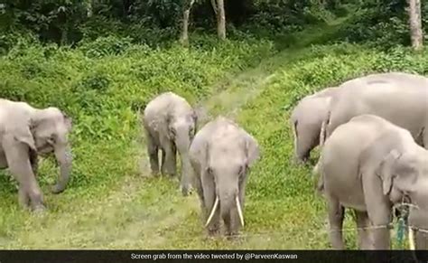 परिवार जो एक साथ भोजन करता है... IFS ने शेयर किया हाथियों के झुंड का ...