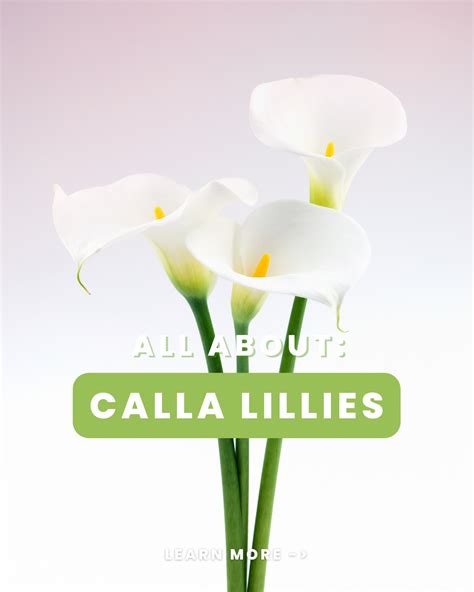 All About Calla Lilies