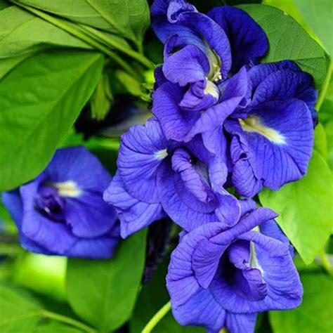 Asian pigeonwings Flowers Plants (Aparajita Blue) – Haven plant