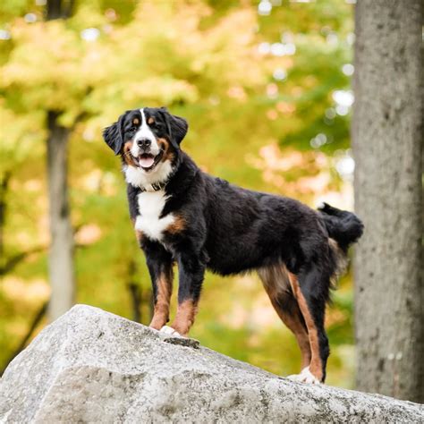 Australian Shepherd Bernese Mountain Dog Mix
