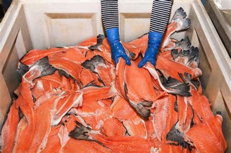 Image result for Fish Factory Tour
