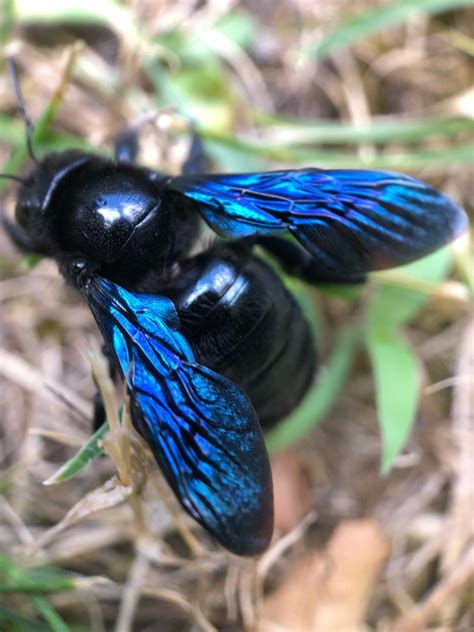 Carpenter Bee Stings Dangerous