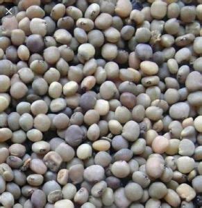 JRS Farm, Organic Guar Seeds Manufacturer & Supplier from Churu