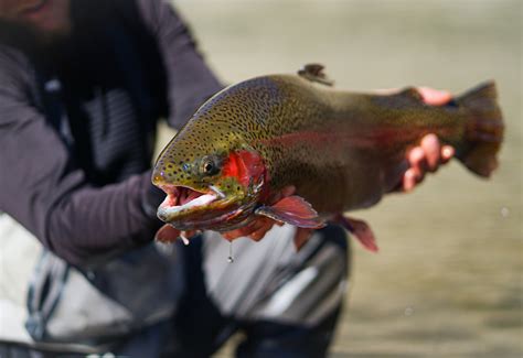 Fly Fishing Equipment & Supplies | Golden Fly Shop