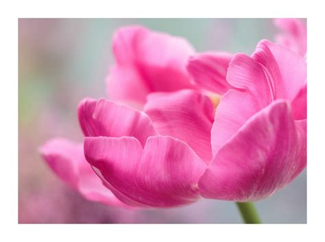 Spring Flower 的图像结果