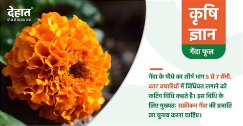 Marigold flower cutting method