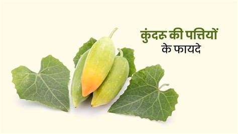 कुंदरू के पत्ते के फायदे | Ivy Gourd Leaves Uses and Health Benefits ...