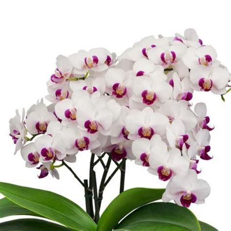 Phalaenopsis Orchid Plant - Safe Heaven Medium Stage