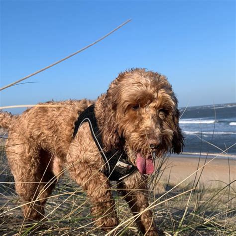 Dog Harnesses | Doodlebone