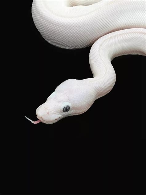 Image result for White Python Pet