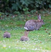 Image result for Fluffy Baby Bunnies Dressed Up