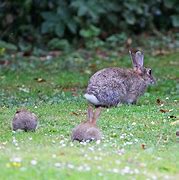 Image result for White Fluffy Baby Bunnies