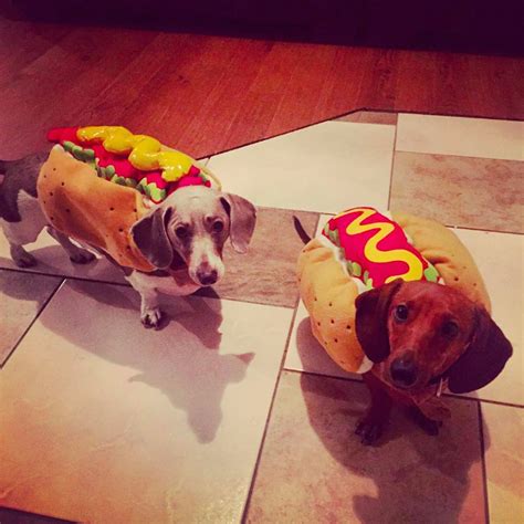 Wiener Dogs In Costumes