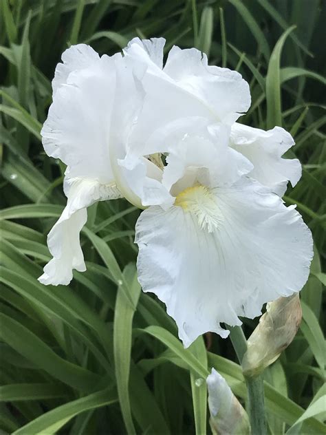 Meaning Of White Iris Flowers at Janet Simmons blog