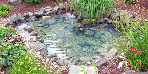 Butterfly Spanish Tutorial 的图像结果