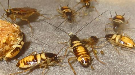 Cockroach Domain 的图像结果