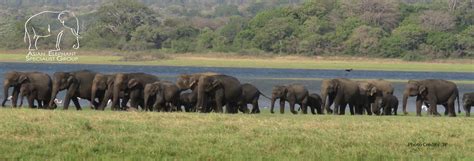 IUCN Asian Elephant Specialist Group
