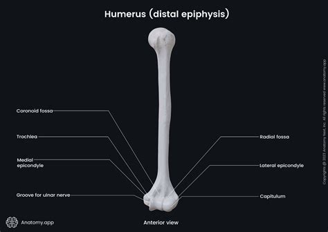 Upper Arm Bone Anatomy Video: Bones Of The Upper Limb: Humerus