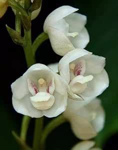 Nursery Live Rare Dove Tail Orchid (Xiphidium caeruleum) WITHOUT ...