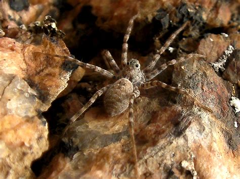 Quaoar Power Zoo: Colorado Wolf Spiders