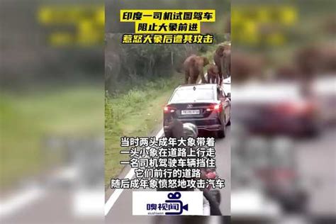 印度：一司机试图驾车阻止大象前进，惹怒大象后遭其攻击_大象_攻击