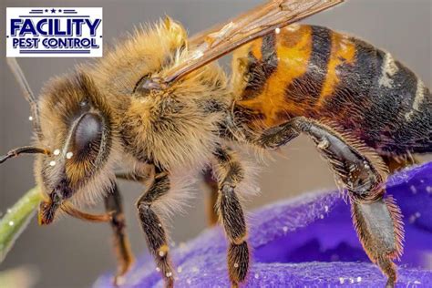 Image result for Max Bee Control Line