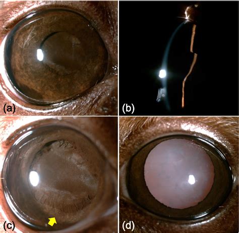 Persistent Pupillary Membrane Dog