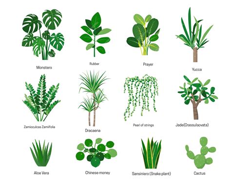Premium Vector | House plants or flowers with names isolated